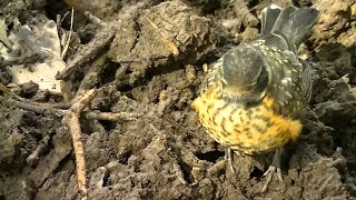 Man Helps Baby Robin Find Tasty Worms || ViralHog