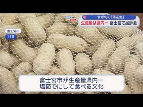YouTube Video 生産量静岡県内一・富士宮市で「落花生」品評会　「適度な雨で順調に育った」JA担当者も「太鼓判」