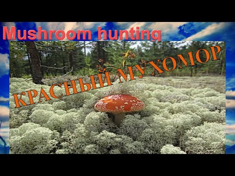 В погоне за красным мухомором . Mushrooms in Russia