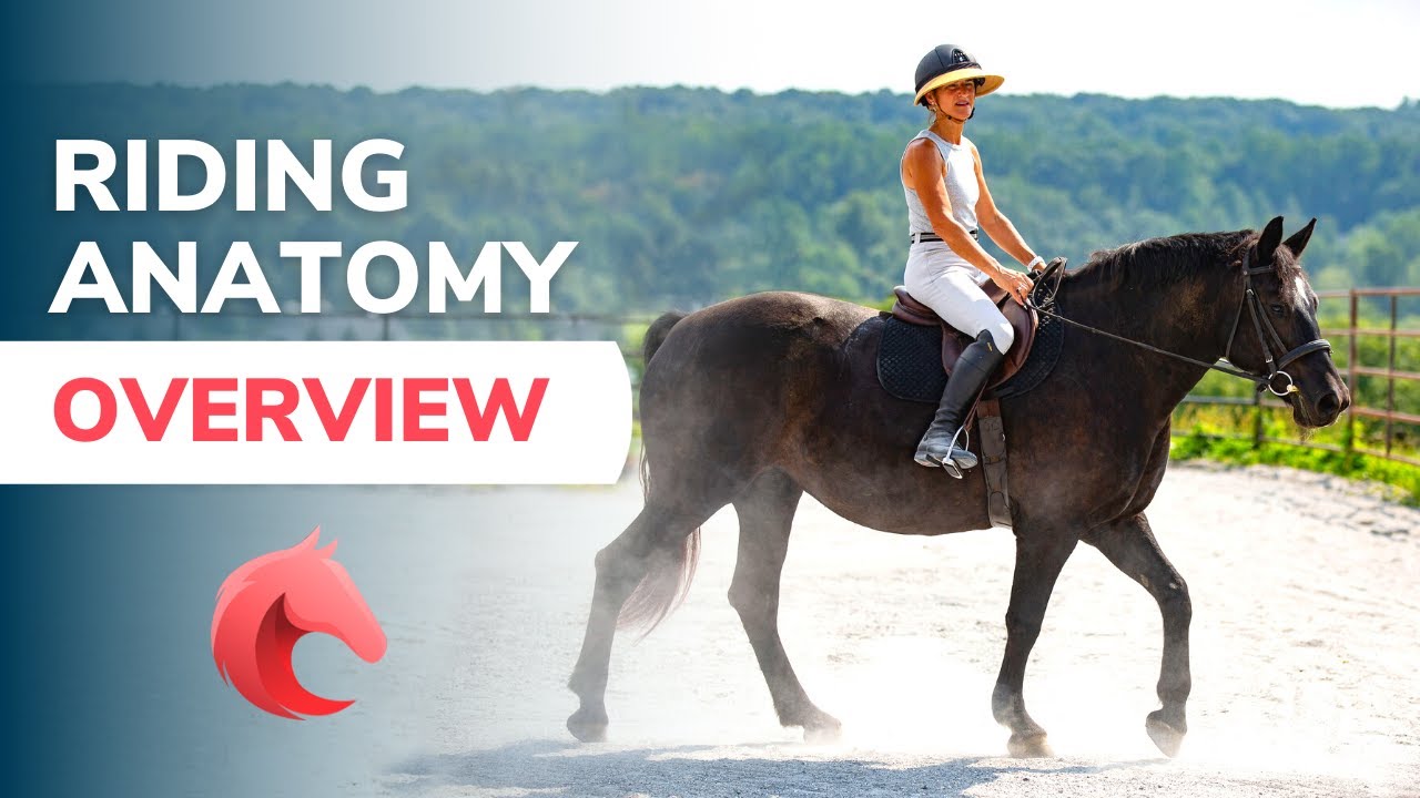 Riding Anatomy 101