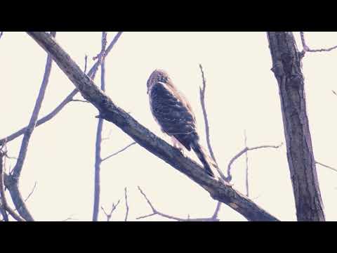 Call of the Eurasian Sparrowhawk