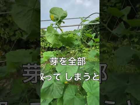 キュウリをトレリスで栽培することが有益な選択肢であるのはなぜですか?  庭園