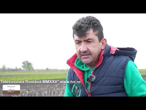 Pomi Fructiferi - Material Saditor Certificat, Campul 1 - Pepinierele Roman