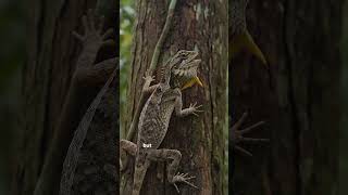 🐉 Real Dragons Exist — This Tiny Lizard Flies on Wings Made From Its Own Ribs 🤯