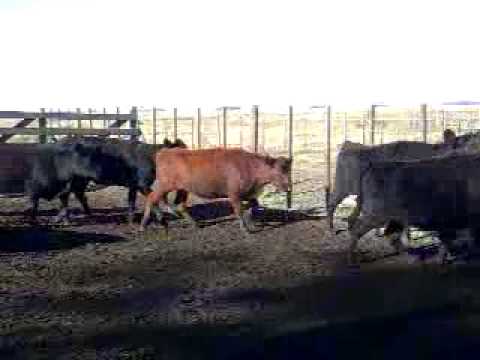 Vacas Preñadas en Venta Olavarria