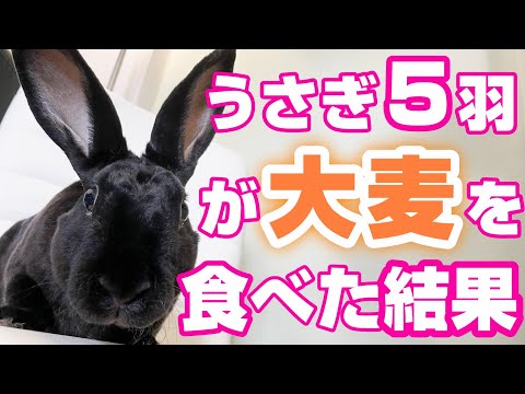 , title : '【うさぎ】うさぎ５羽、初めての大麦への反応と衝撃映像【おやつ】'