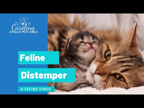 Feline distemper- what is it?