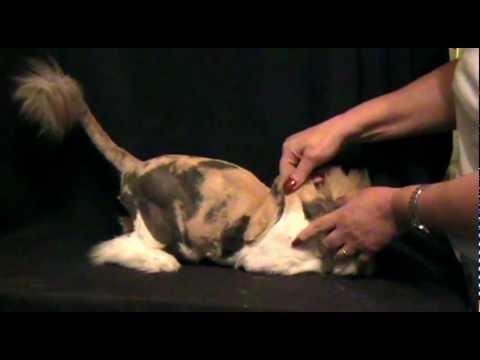 Skin Turgor Test for Dehydration in Cats and Dogs - YouTube