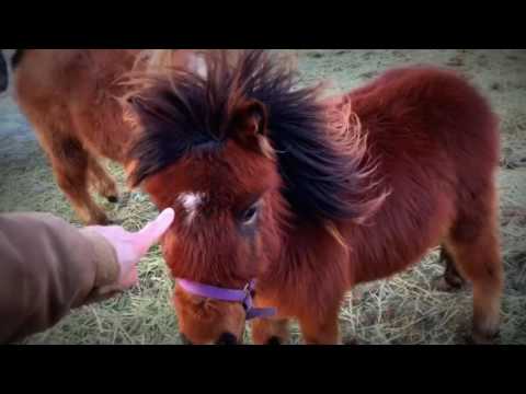 Hickory Springs Falabella的副本