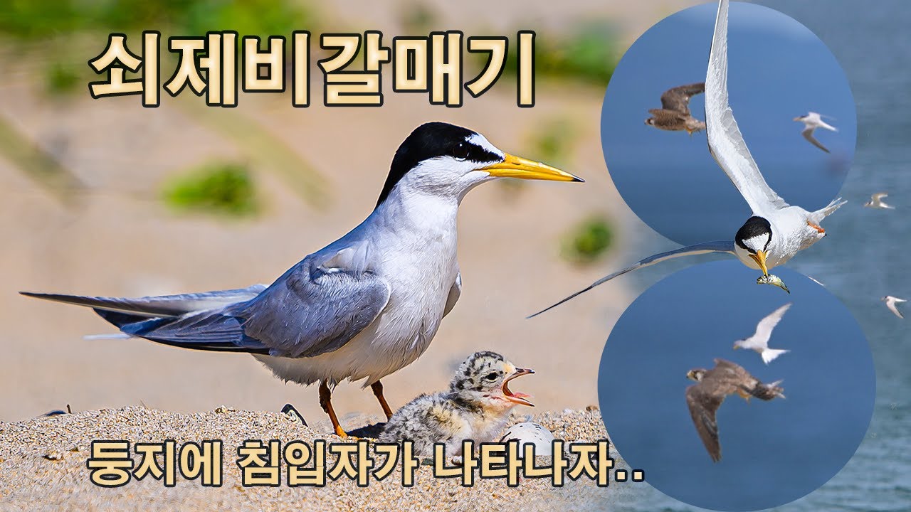 쇠제비갈매기 유튜브 썸네일