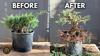 Turn a Garden Juniper into a Bonsai | Step-by-Step Beginner Guide