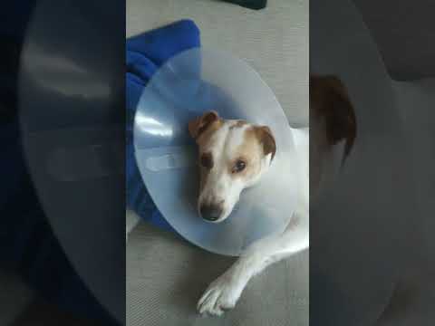 #musica #music #dog #pies #jackrussell #pedro