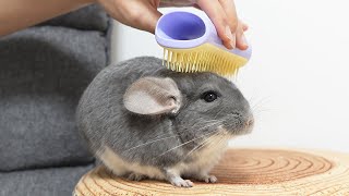 ペットティーザーでチンチラをブラッシングしたらツヤツヤになった！