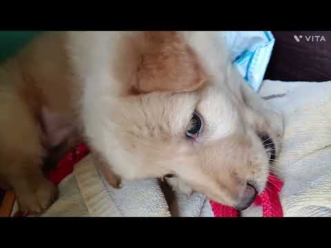 My  pet dog dora playing with chain