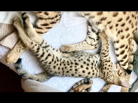 Savannah Kittens and Savannah Cats