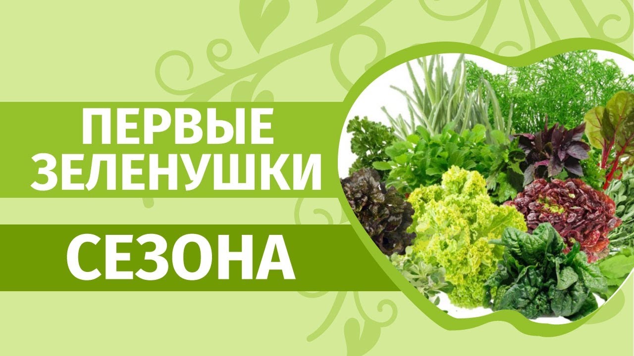 Первые посадки в грунт - зелень: укроп, шпинат, иссоп, кервель, пастернак