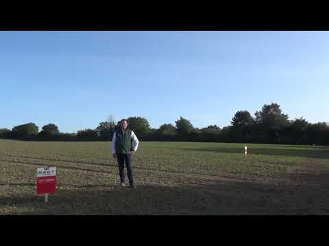 Raps im September: die Gelbschalen gehören auf's Feld!