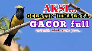 Download lagu Gelatik Himalaya Gacor full mp3 Download lagu Gelatik Himalaya Gacor full mp3
