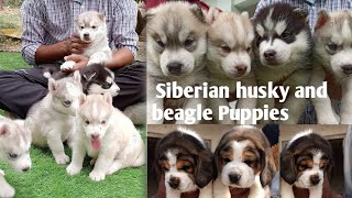 Siberian husky and beagle Puppies for sale  Husky 