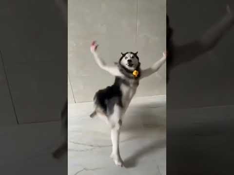 Husky Dance Ichu Ichu Ichu Kudu #ichu #husky #vedi #vijayantony #huskydog #dog #dogs