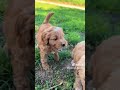 Mini Goldendoodle dogs for sale: Medium Goldendoodle Boy HULK - Video 1