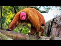 Strange Monkeys You Won T Believe Actually Exist