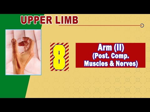 𝟎𝟖. 𝐀𝐫𝐦 (𝐈𝐈) 𝐏𝐨𝐬𝐭𝐞𝐫𝐢𝐨𝐫 𝐜𝐨𝐦𝐩𝐚𝐫𝐭𝐦𝐞𝐧𝐭 (𝐌𝐮𝐬𝐜𝐥𝐞𝐬, 𝐍𝐞𝐫𝐯𝐞𝐬, 𝐚𝐧𝐝 𝐯𝐞𝐬𝐬𝐞𝐥𝐬)