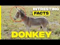 Fascinating Facts About Donkeys You Need To Know