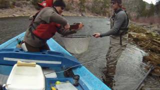 preview picture of video 'Green River Fly Fishing 2011'