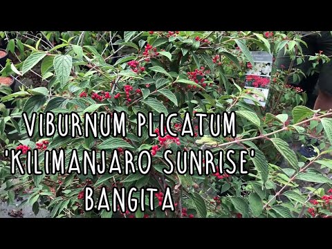 Viburnum plicatum ' Kilimanjaro Sunrise' bangita