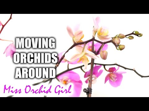 The problem with moving Orchids around