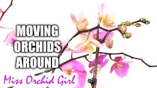 The problem with moving Orchids around