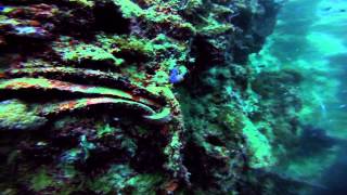 preview picture of video 'Diving Panagsama Reef, Moalboal, Cebu Island, Philippines'