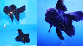 How to Cure fin rot disease in 7 days |Best treatment for fin rot disease||fin rot disease gold fish