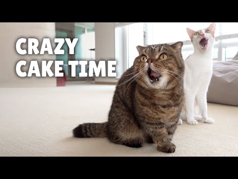 Why Do Cats Go Crazy For Cake? | Kittisaurus Villains