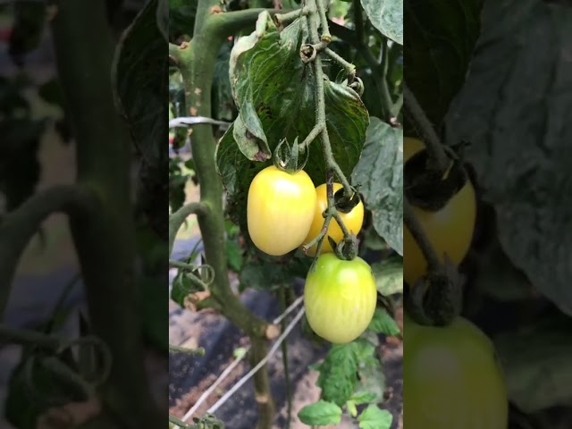 Стандарт поставки видео №1 Томат Финик Белый F1