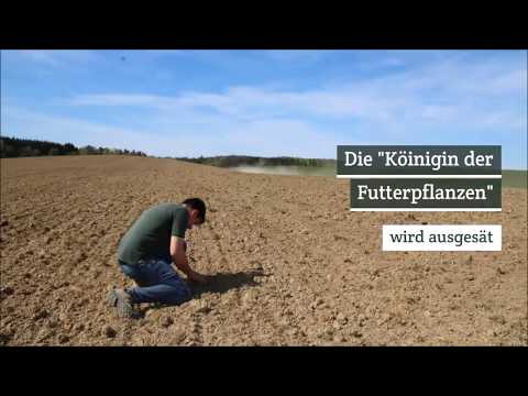 Die Königin der Futterpflanzen kommt in die Erde - Aussaat von Luzerne