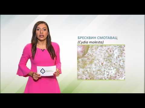 Zelena prognoza, 7.8.2017. - O breskvinom smotavcu