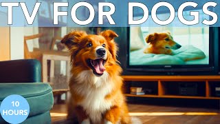 10 Hours Relaxing TV for Dogs: Entertaining Fun to Cute Separation Anxiety + Music!