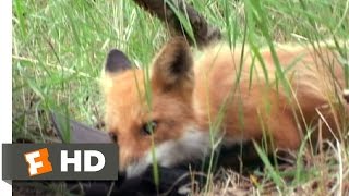 Grizzly Man (2/9) Movie CLIP - Sly Fox (2005) HD