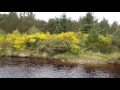 Calm Noisy River