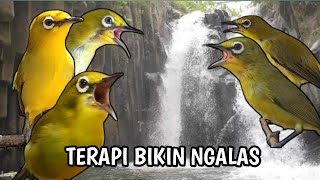 Download lagu TERAPI PLECI BIKIN CEPAT NGALAS mp3