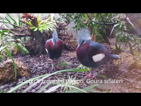 Sclater crowned pigeon Goura sclaterii