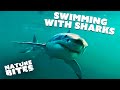 Swimming with Great White Sharks...WITHOUT A CAGE!  | Nature Bites