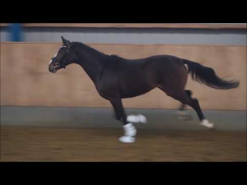 3j Wallach v. Cassini (Cocky Dundee x Golden Dancer)