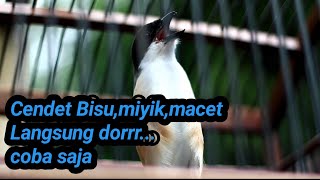 Download lagu Dijamin Cendet Langsung GACOR dan EMOSI dengan suara CENDET yang satu ini mp3