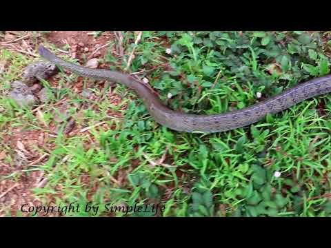 Terrifying !! Amazing Two Brave Children Catch Two Big Snake Near Canal