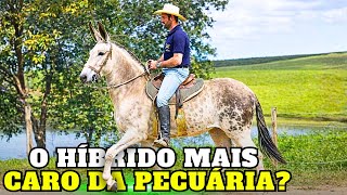 Por Que Essa CRUZA Vale MAIS Que MUITO CAVALO?