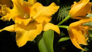 Chinese Paladin - Soft Relaxing Light Music - Singapore Botanic Gardens