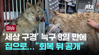 [LIVE] 분유 먹어 야생 본능 없어 예상 뒤집고…'늑대는 늑대' [이슈PLAY] / JTBC News